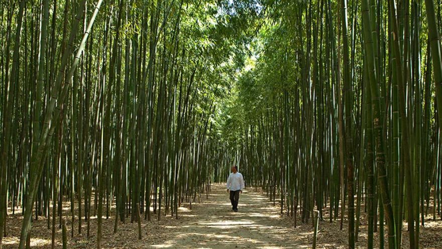 La forêt de bambous géants de la Bambouseraie
