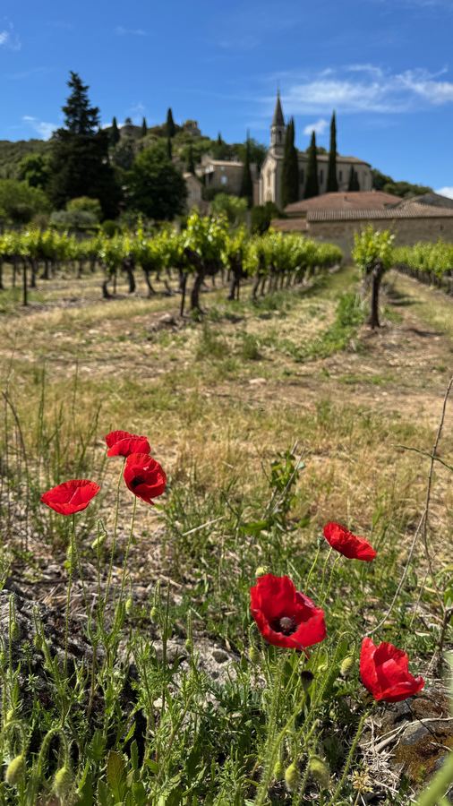 La Roque-sur-Cèze au loin, derrière les vignes et les coquelicots