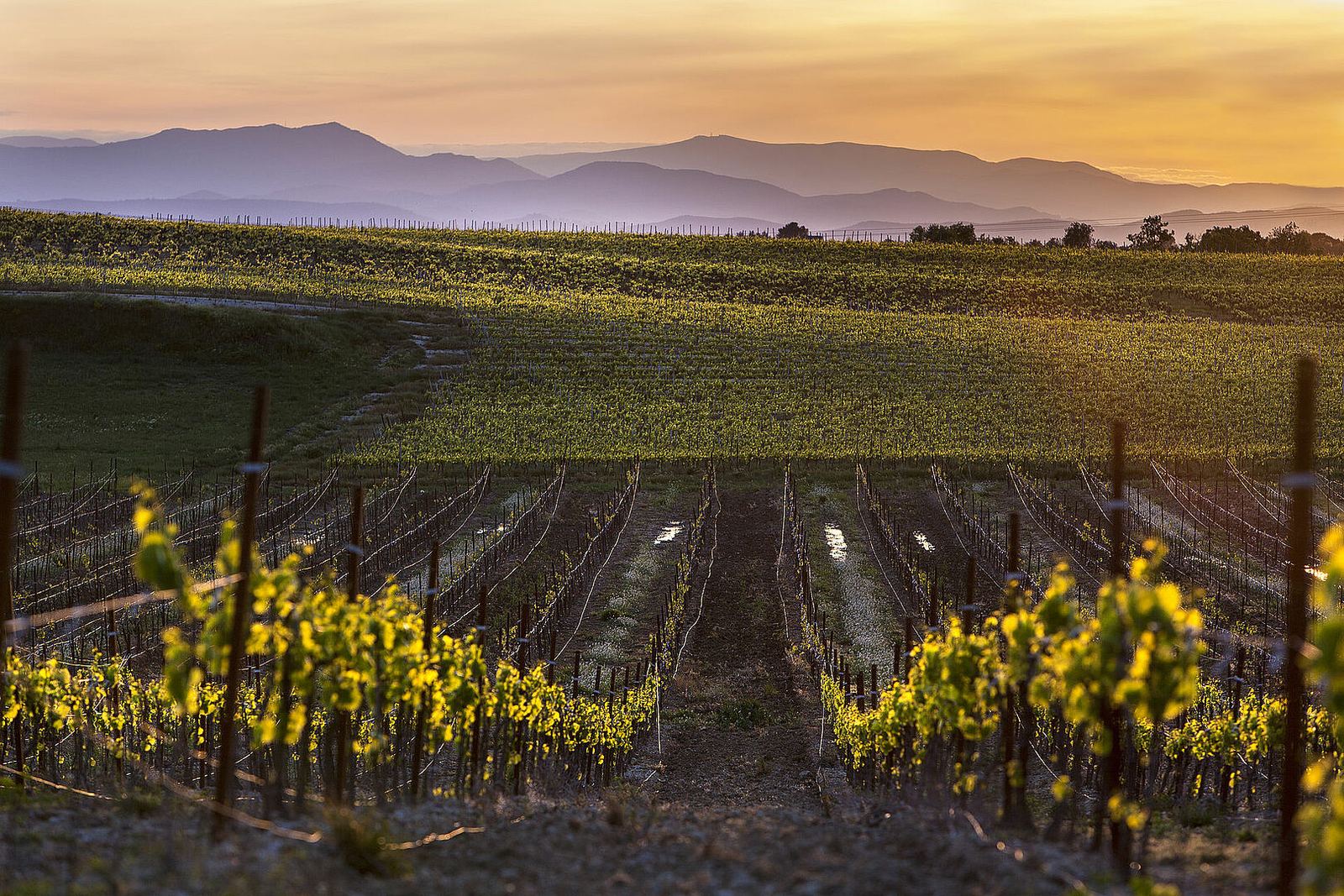 Le vignoble du Duché d'Uzès dans la garrigue